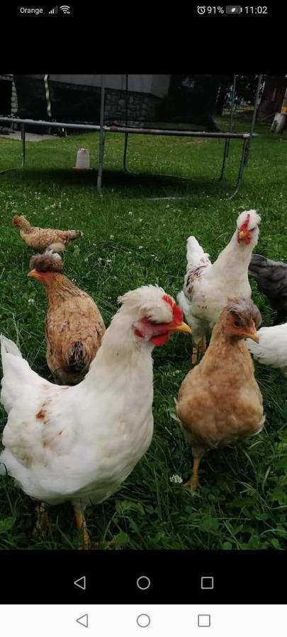 פורונין Agroturystyka Pod Lasem מראה חיצוני תמונה